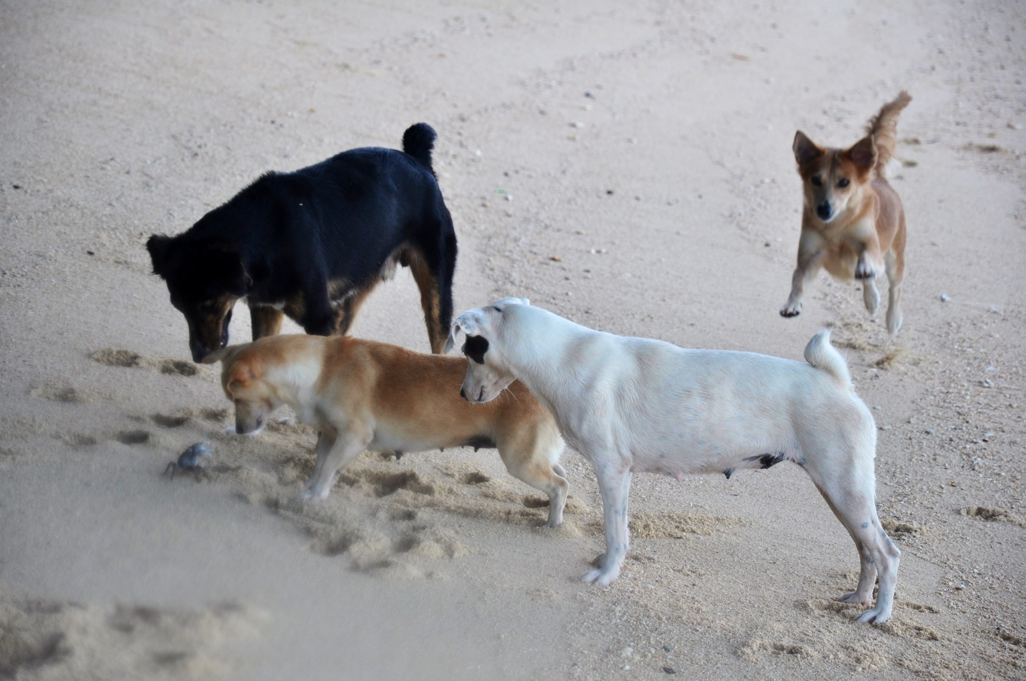 Beach dogs giving me a special welcome on Anse Union